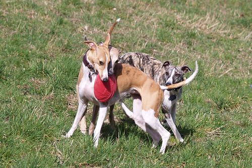 Whippets in action (Nisha, Coco, Pluto)