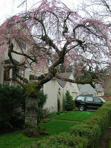 weeping cherry tree pictures. weeping cherry tree pictures.