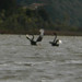Harrier attacks Black Swans to steal cygnet