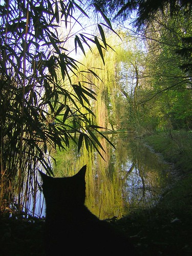 cat and willow tree
