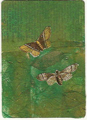 butterflies aceo