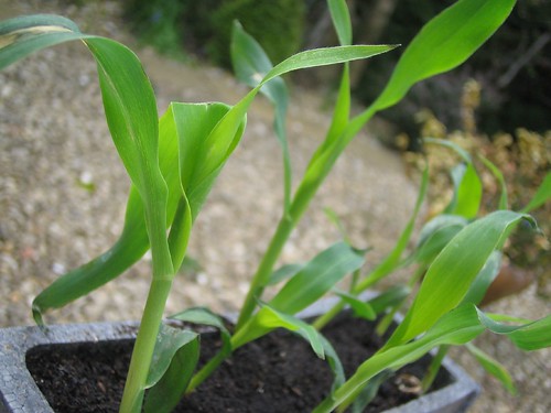 sweet corn seedlings