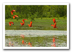 ibis escarlata / scarlet ibis