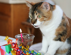 Happy Birthday Kiki!! (by Cvalentine)