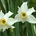 Narcissus poeticus | Dichtersnarcis - Poet's narcissus
