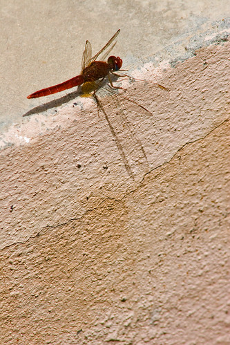 Shadow of the Dragonfly