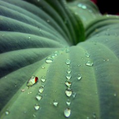 hosta and droplets