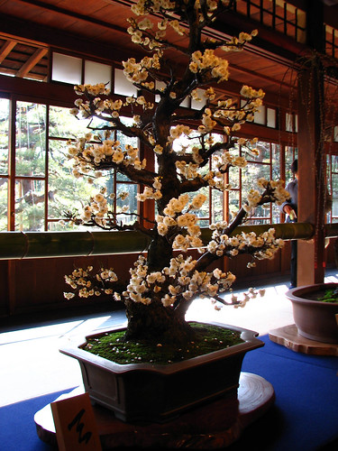 Plum bonsai