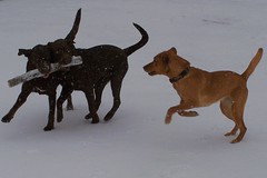 Labs Snow Day