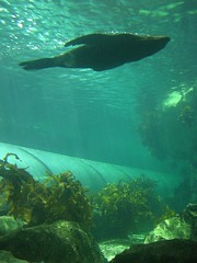 Seal Floating Over The Viewing Tube