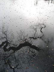 Tree in puddle