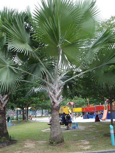 Bismark palm