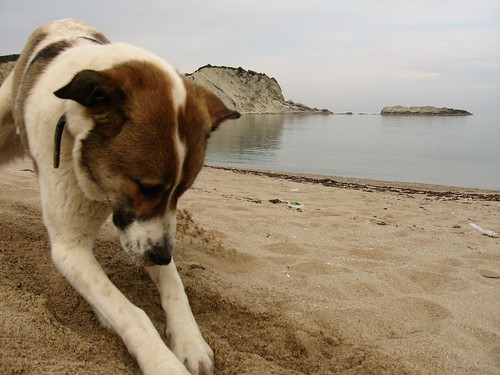 Friendly dog in Karacakoy, Black Sea coast of Turkey