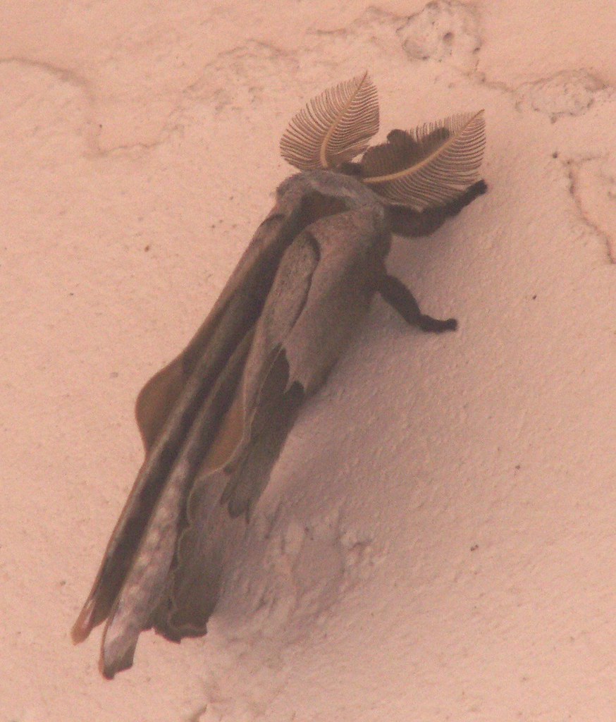 Male Polyphemus Moth, Top View