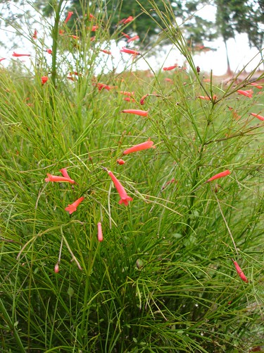 Russelia equisetifolia