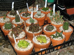 Potted Cactus and Succulents