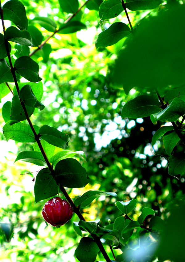 surinam cherry 1