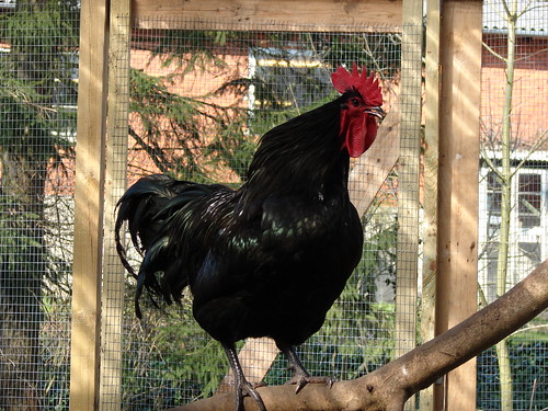 chicken breeds images. These chickens are very hardy,