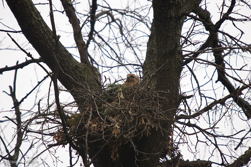 Red Shouldered Hawk on Nest