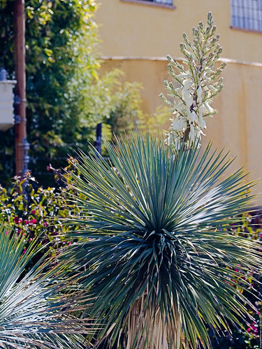 Yucca in bloom