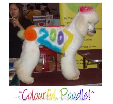 Colourfull poodle