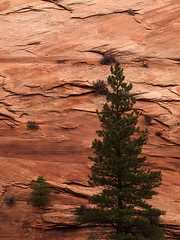 Pine Tree and Cliff Face