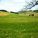 Spring meadow in Germany
