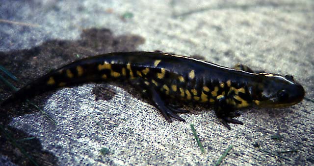 Tiger_salamander