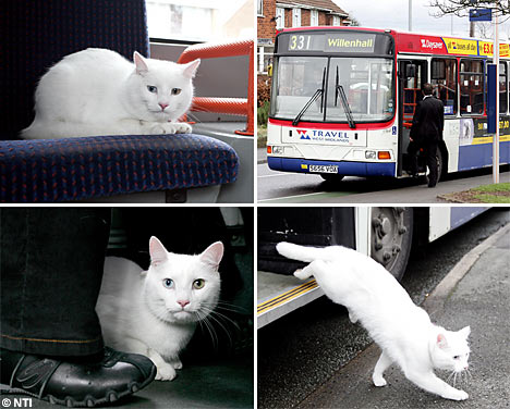 cat on bus