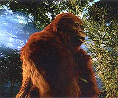 Gigantopithecus blacki.. the real King Kong from the Stone Age