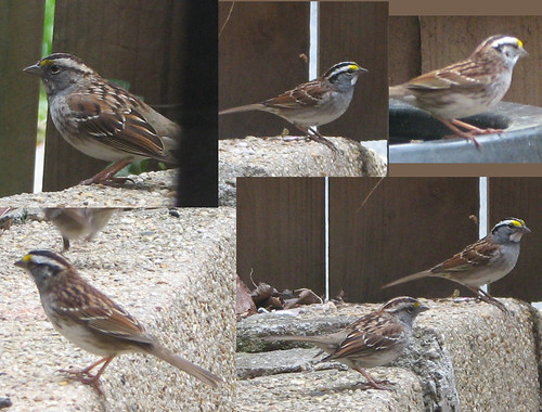White-Throated Sparrows