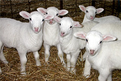 Orphan lambs