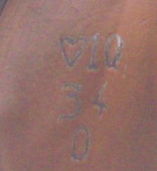 Identification markings on Police horse - Invasion Day Rally and March, Brisbane, Queensland, Australia 070126
