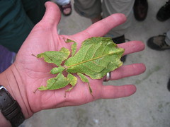 Leaf insect CH
