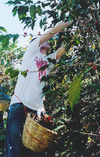 Picking coffee takes more skill than you think