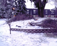 Courtyard Trees During Winter Storm, No. 3