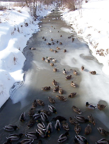 River of ducks