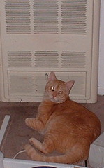 Abby parks her furself in front of the heater