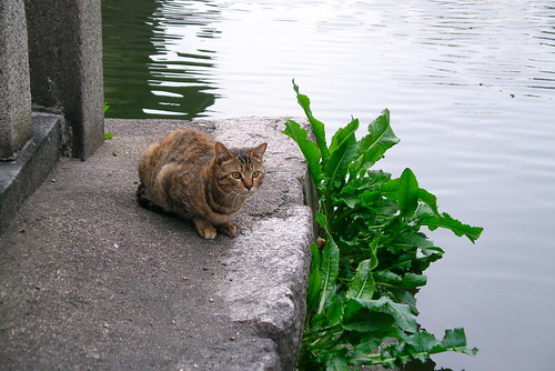 水辺の猫