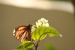 Butterfly at Butterfly Garden