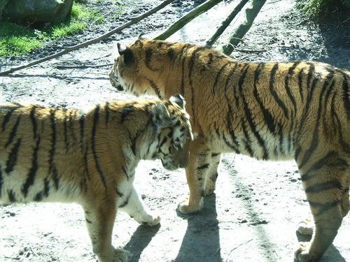 dierentuin a'foort 2007 023