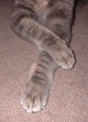 Xena's paws
