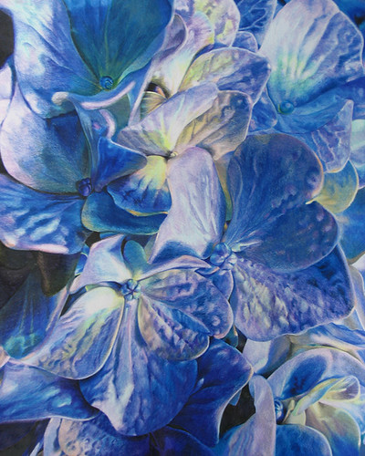 This is a colored pencil drawing of Hydrangeas that I did for my mom, 