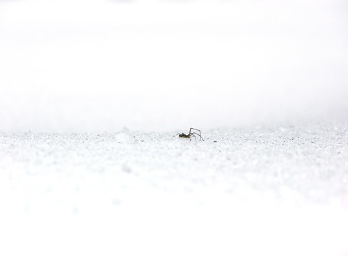 Snow spider