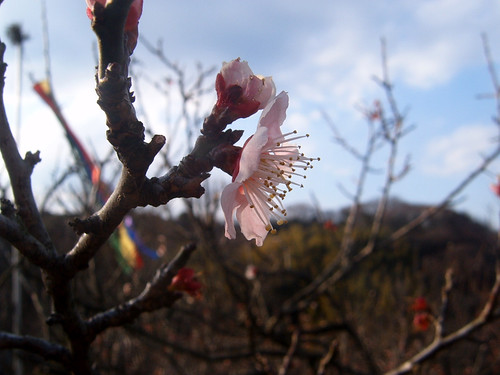 One of first plum flower