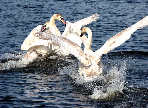 Swans playing chicken