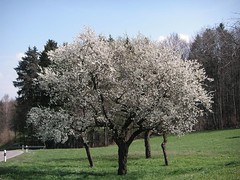 Obstbaum in voller Blüte