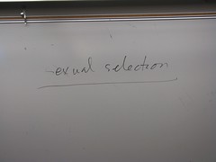 sexual selection by fallacy