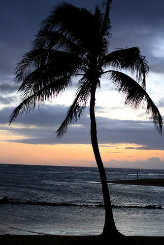 palm tree in kauai