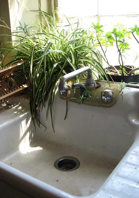Sink Plants